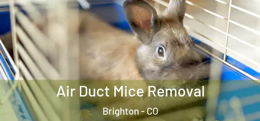Air Duct Mice Removal Brighton - CO