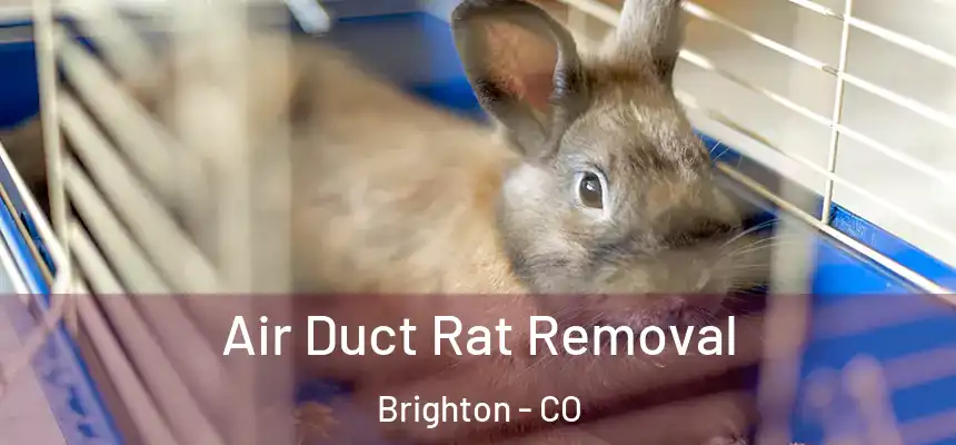  Air Duct Rat Removal Brighton - CO