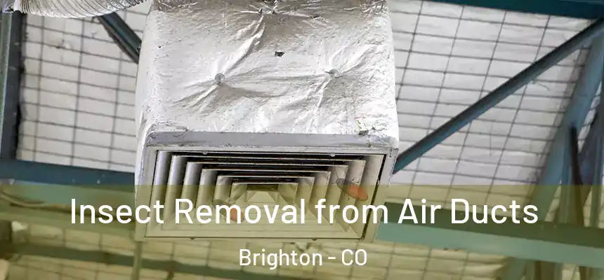 Insect Removal from Air Ducts Brighton - CO