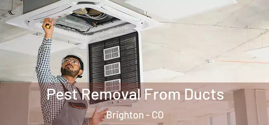  Pest Removal From Ducts Brighton - CO